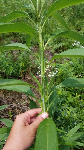 Helianthus grosseserratus (sawtooth sunflower)