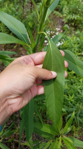 Helianthus grosseserratus (sawtooth sunflower) (alternate view 2)