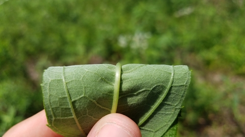 Helianthus grosseserratus (sawtooth sunflower) (alternate view 3)