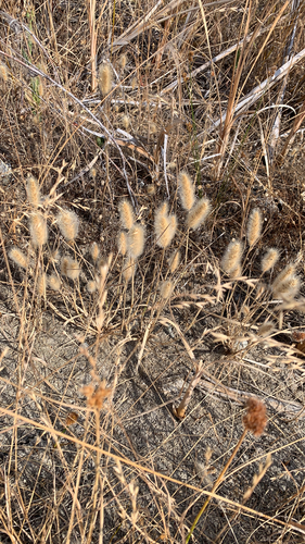 Polypogon monspeliensis (rabbitfoot grass) (alternate view 4)