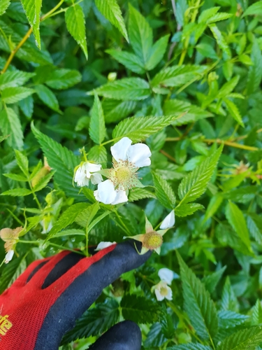 Rubus rosifolius (roseleaf bramble) (alternate view 5)