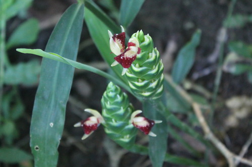 Zingiber officinale (Ginger) (alternate view 3)