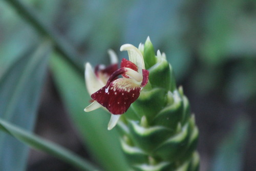 Zingiber officinale (Ginger) (alternate view 4)