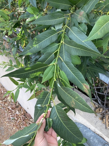 Salix lasiandra (Pacific willow) (alternate view 4)
