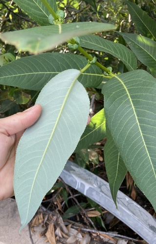 Salix lasiandra (Pacific willow) (alternate view 5)