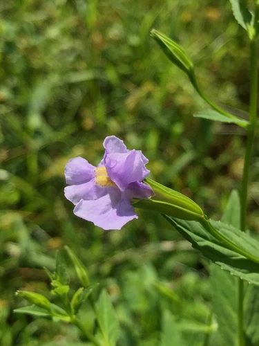 Mimulus ringens (Allegheny monkeyflower) (alternate view 8)