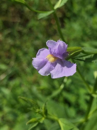 Mimulus ringens (Allegheny monkeyflower) (alternate view 6)