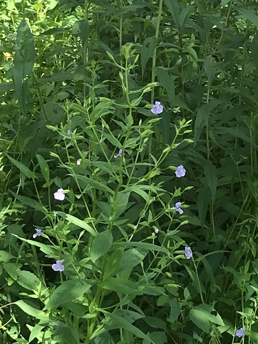 Mimulus ringens (Allegheny monkeyflower) (alternate view 9)