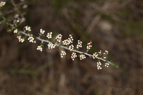 Cryptandra tomentosa (prickly cryptandra) (alternate view 3)