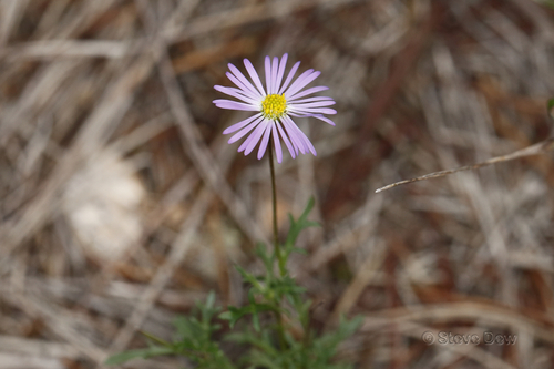 Brachyscome ciliaris (Variable Daisy) (alternate view 4)