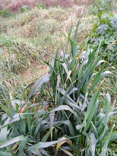 Avena sativa (Common Oat) (alternate view 2)