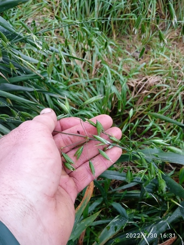 Avena sativa (Common Oat) (alternate view 3)