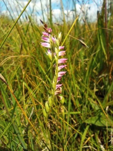 Spiranthes australis (austral ladies'-tresses) (alternate view 6)