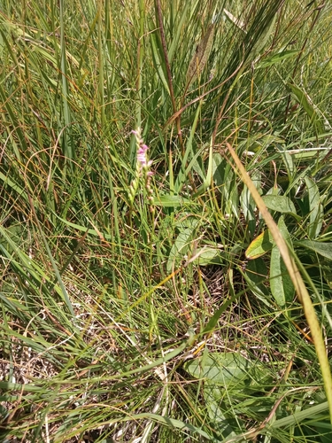 Spiranthes australis (austral ladies'-tresses) (alternate view 7)