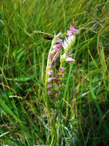 Spiranthes australis (austral ladies'-tresses) (alternate view 8)