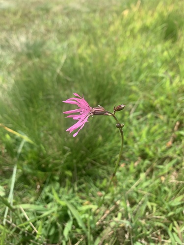 Silene flos-cuculi (ragged-robin)