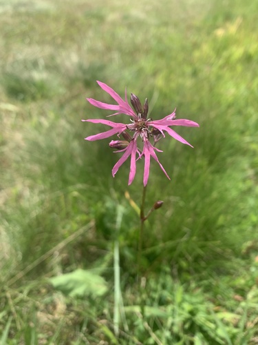 Silene flos-cuculi (ragged-robin)