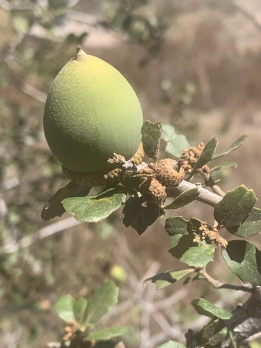 Quercus berberidifolia (California scrub oak) (alternate view 6)