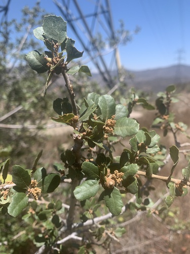 Quercus berberidifolia (California scrub oak) (alternate view 7)