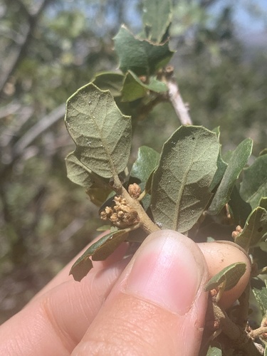 Quercus berberidifolia (California scrub oak) (alternate view 8)