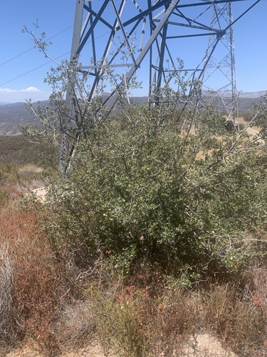 Quercus berberidifolia (California scrub oak) (alternate view 9)
