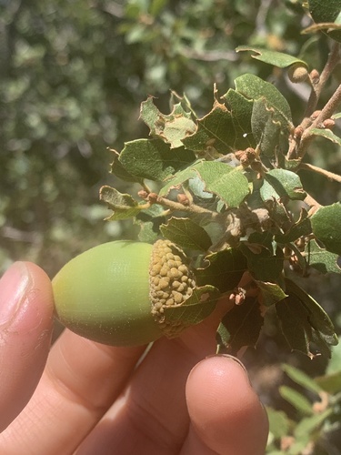 Quercus berberidifolia (California scrub oak) (alternate view 10)