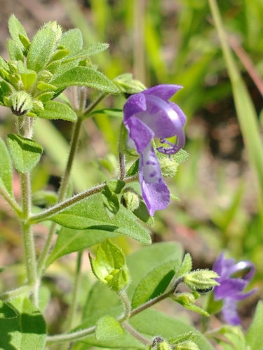 Trichostema dichotomum (Blue Curls) (alternate view 4)