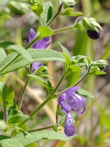 Trichostema dichotomum (Blue Curls) (alternate view 5)