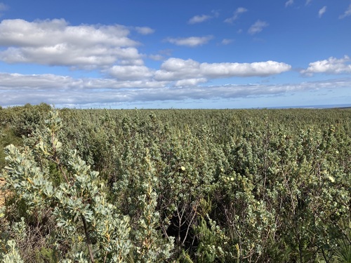 Banksia sessilis (Parrot Bush) (alternate view 5)