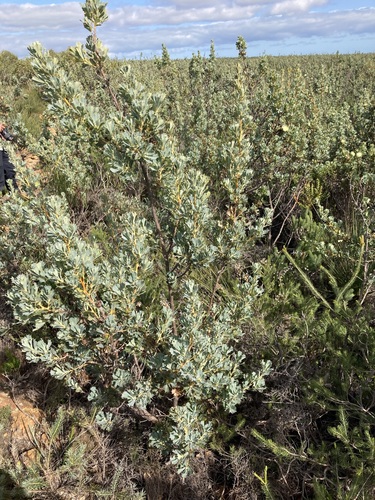 Banksia sessilis (Parrot Bush) (alternate view 4)