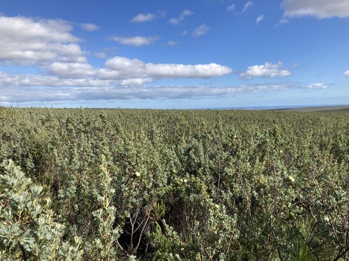Banksia sessilis (Parrot Bush) (alternate view 3)