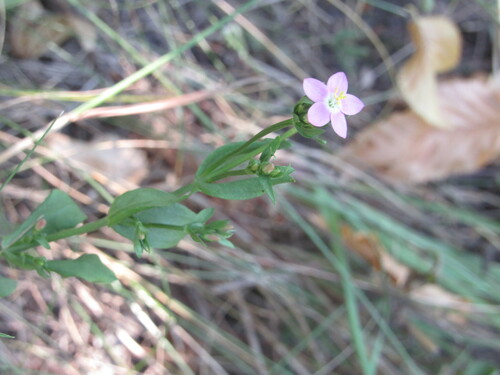 Centaurium erythraea (Common centaury)