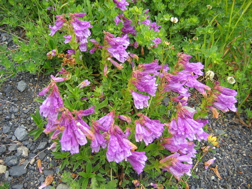 Penstemon cardwellii (Cardwell's Penstemon) (alternate view 4)