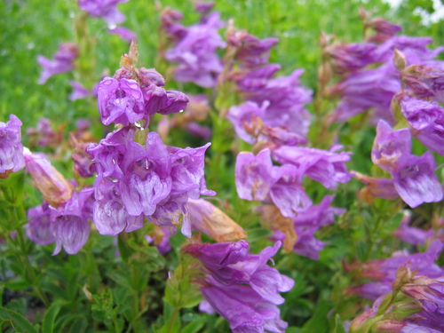 Penstemon cardwellii (Cardwell's Penstemon) (alternate view 5)