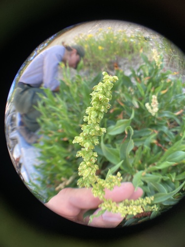Rumex (docks and sorrels) (alternate view 8)