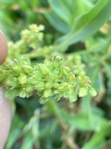 Rumex (docks and sorrels) (alternate view 9)