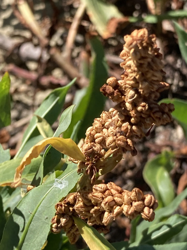 Rumex (docks and sorrels) (alternate view 11)