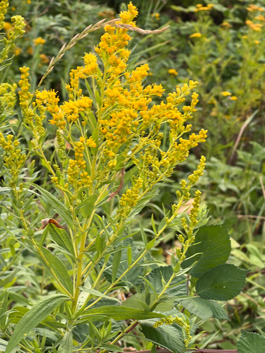 Solidago lepida (Canada goldenrod) (alternate view 4)