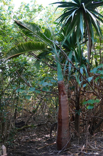 Hyophorbe lagenicaulis (Bottle Palm)