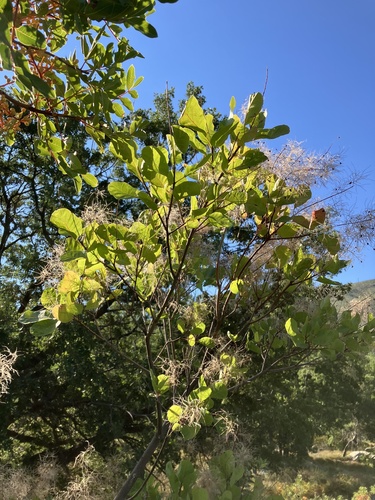 Cotinus coggygria (smoke tree, smoke bush) (alternate view 12)