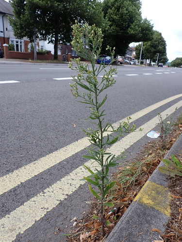 Erigeron floribundus (Tall Fleabane)