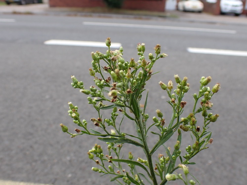 Erigeron floribundus (Tall Fleabane)
