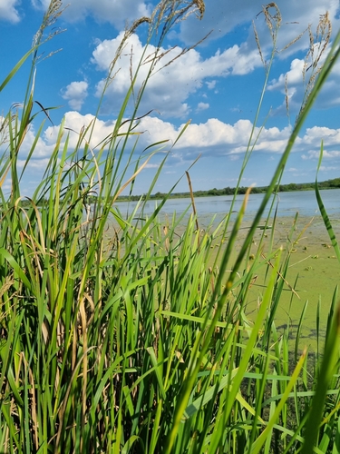 Glyceria maxima (reed meadowgrass)