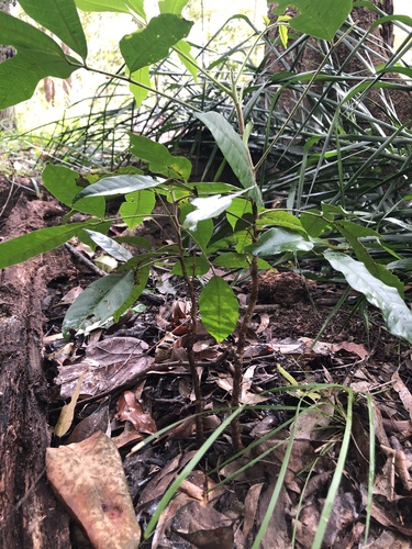 Rhodosphaera rhodanthema (deep yellow wood)