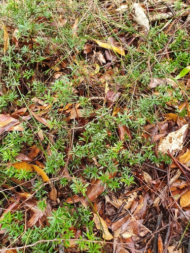 Acrotriche aggregata (Ground Berry) (alternate view 7)
