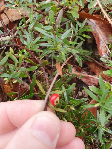 Acrotriche aggregata (Ground Berry) (alternate view 8)