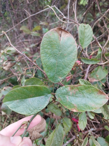 Kennedia rubicunda (Dusky coral pea) (alternate view 6)