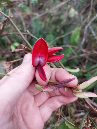 Kennedia rubicunda (Dusky coral pea) (alternate view 7)