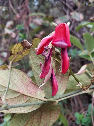 Kennedia rubicunda (Dusky coral pea) (alternate view 8)