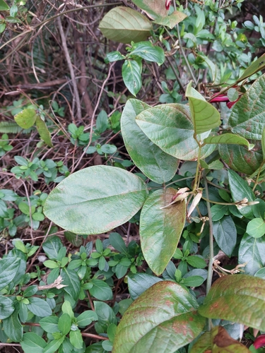 Kennedia rubicunda (Dusky coral pea) (alternate view 9)